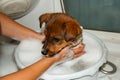 Jack Russell dog taking a bath in a bathtub Royalty Free Stock Photo