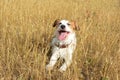 JACK RUSSELL DOG TONGUE OUT IN THE SUMMER HEAT Royalty Free Stock Photo