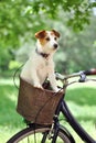 JACK RUSSELL DOG TRAVELING IN A BIKE BASKET CARRIER