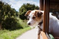 JACK RUSSELL DOG TRAVELING BY TRAIN ON VACATIONS SEASON, DEFOCUSED LANDSCAPE LIKE BACKGROUND Royalty Free Stock Photo