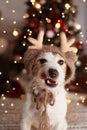 JACK RUSSELL DOG UNDER CHRISTMAS TREE LIGHTS CELEBRATING HOLIDAYS AND MAKING A FUNNY FACE, LINKING TONGUE OUT,  WEARING A REINDEER Royalty Free Stock Photo