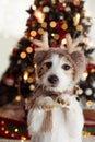 JACK RUSSELL DOG UNDER CHRISTMAS TREE LIGHTS CELEBRATING HOLIDAYS WEARING A REINDEER HAT AND STANDING ON TWO HIND LEGS Royalty Free Stock Photo