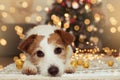 JACK RUSSELL DOG UNDER CHRISTMAS TREE LIGHTS Royalty Free Stock Photo
