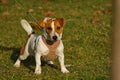 Jack Russell dog for a walk. Royalty Free Stock Photo