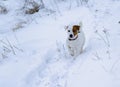 Jack Russell dog walks on a snowy path.