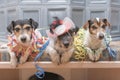 Ready for the party - three Jack Russell dogs Royalty Free Stock Photo