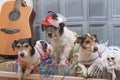 Ready for the party - three Jack Russell dogs Royalty Free Stock Photo