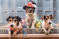 Ready for the party - three carnival Jack Russell dogs Royalty Free Stock Photo