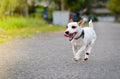 Jack Russell enjoyed playing with speed