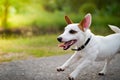 Jack Russell enjoyed playing with speed