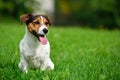 Jack Russell in garden