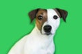 Jack Russell on a green background, curious