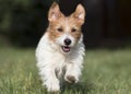 Jack russell happy pet dog with funny flying ears