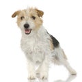 Jack russell long haired Royalty Free Stock Photo