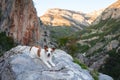 Jack Russell on a mountain trail, a perfect blend of pet and travel in nature