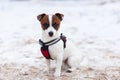 Jack Russell obediently performs winter training