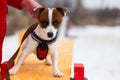 Jack Russell obediently performs winter training