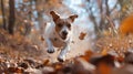 jack russell parson dog in full sprint towards the camera