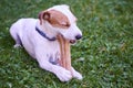 Jack russell parson terrier dog chewing bone Royalty Free Stock Photo