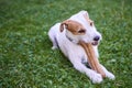 Jack russell parson terrier dog chewing bone Royalty Free Stock Photo