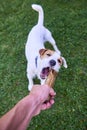 Jack russell parson terrier dog chewing bone Royalty Free Stock Photo