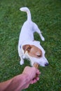 Jack russell parson terrier dog chewing bone Royalty Free Stock Photo