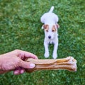 Jack russell parson terrier dog chewing bone Royalty Free Stock Photo