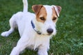 Jack russell parson terrier dog chewing bone Royalty Free Stock Photo