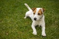 Jack Russell Parson Terrier Dog playing outdoors on green grass Royalty Free Stock Photo