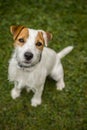 Jack Russell Parson Terrier Dog playing outdoors on green grass Royalty Free Stock Photo