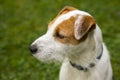 Jack Russell Parson Terrier Dog playing outdoors on green grass Royalty Free Stock Photo