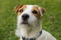 Jack Russell Parson Terrier Dog playing outdoors on green grass Royalty Free Stock Photo