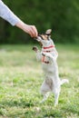 JACK RUSSELL PARSON TERRIER sitting on grass Royalty Free Stock Photo