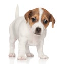 Jack Russell puppy (1 month) Royalty Free Stock Photo