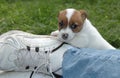 Jack Russell Puppy Royalty Free Stock Photo