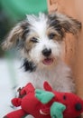 Jack Russell Puppy Royalty Free Stock Photo