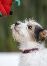 Jack Russell Puppy