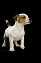 Jack Russell Puppy Royalty Free Stock Photo