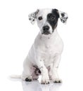 Jack russell puppy (8 months) Royalty Free Stock Photo