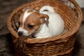 Jack Russell puppy climb out of a wicker basket. Royalty Free Stock Photo