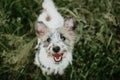 Jack russell puppy dog with  burdock burs on face on green grass Royalty Free Stock Photo