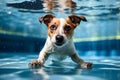 Jack Russell puppy dog swimming looking at the camera underwater in a swimming pool Royalty Free Stock Photo