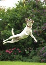 Jack Russell Puppy jumping very high in the garden