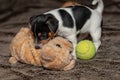 Jack Russell puppy plays with her toys.