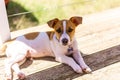 Jack Russell puppy resting in the shade