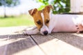 Jack Russell puppy resting in the shade