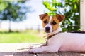 Jack Russell puppy resting in the shade