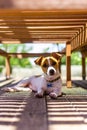 Jack Russell puppy resting in the shade