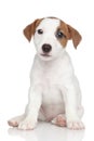 Jack Russell puppy on white Royalty Free Stock Photo