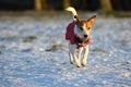 Jack Russell in red winter coat running in snow Royalty Free Stock Photo